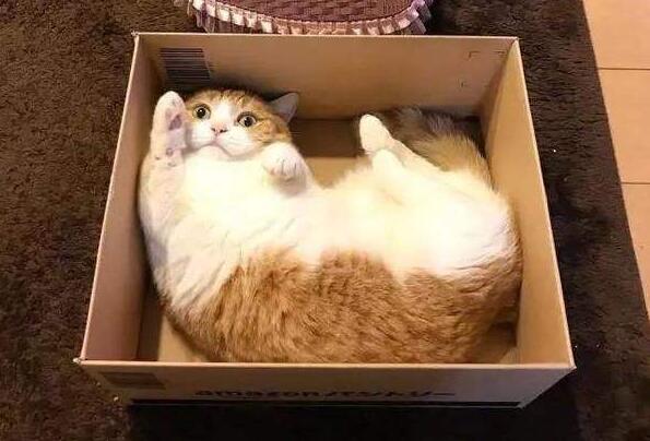 Why do cats like to drill boxes?
