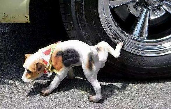 Is dog urine responsible for a flat tire?