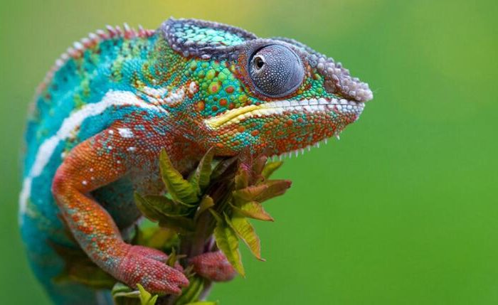 How does the chameleon change color?