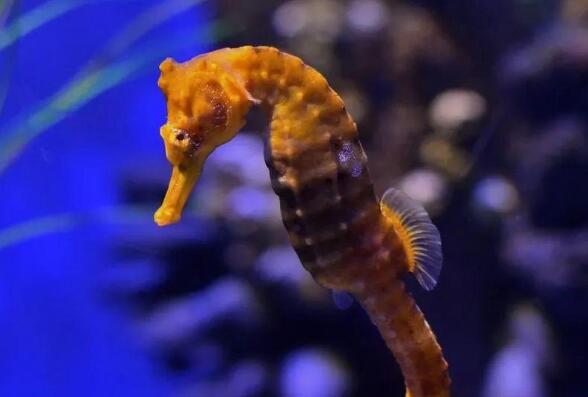 Can a male seahorse give birth?