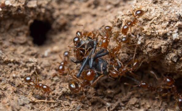 Will the ants collect the bodies of their companions?