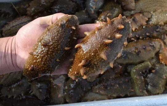 Will the sea cucumber not die if it loses its internal organs?