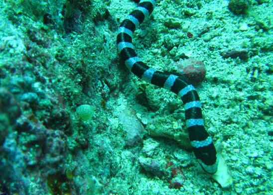 Do sea snakes live in the water all their lives?