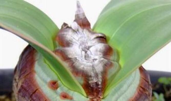 Does Welwitschia really only grow two leaves in more than 100 years?