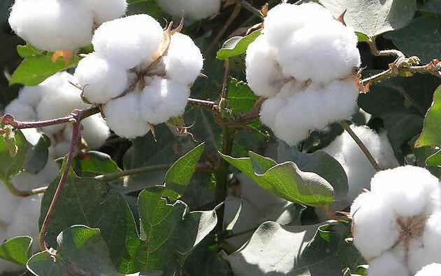 Is cotton a flower?