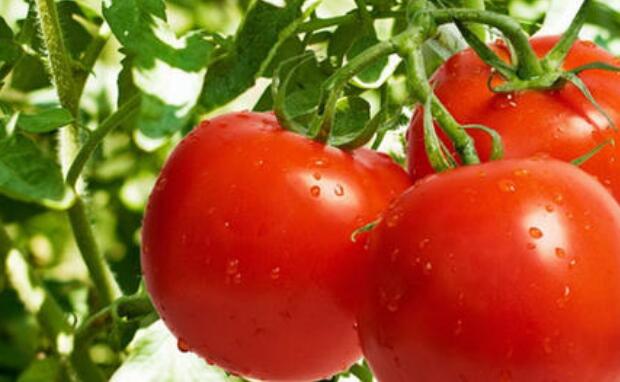 Is cherry tomatoes really genetically modified products?
