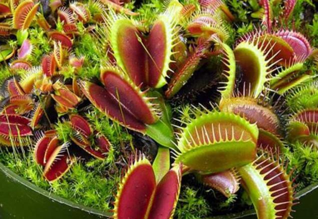 Have you ever seen plants that eat animals?