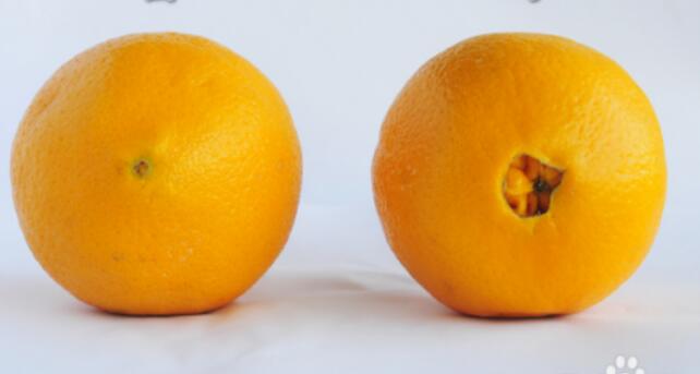 Are fruits really divided into males and females?