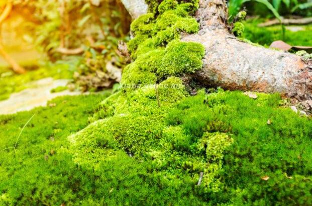 Why doesn’t moss like sunlight?