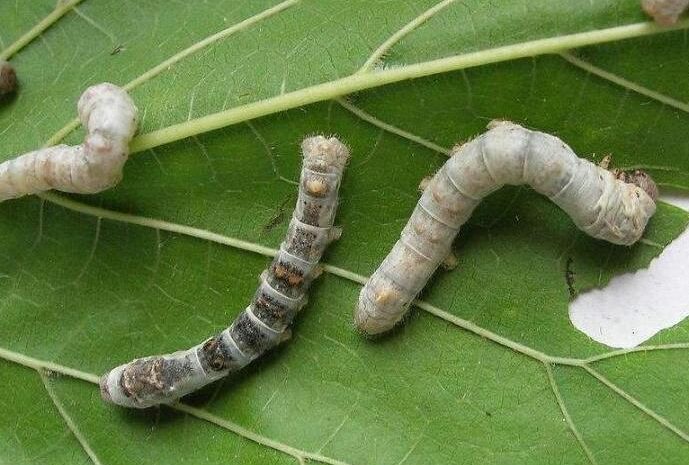 Why are silkworms insects?