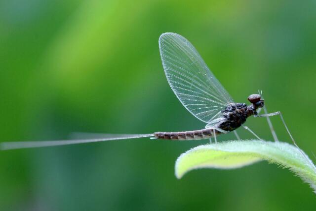 Why is the mayfly the shortest-lived insect?  ephemera
