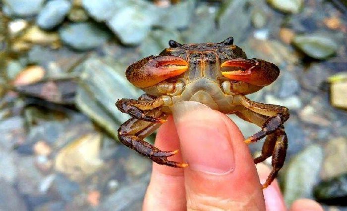 Why are crabs not insects?