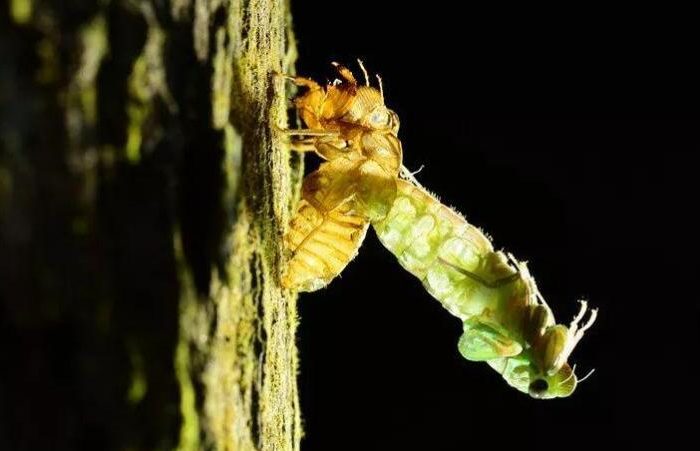 Why do insects undergo several molting during their development?