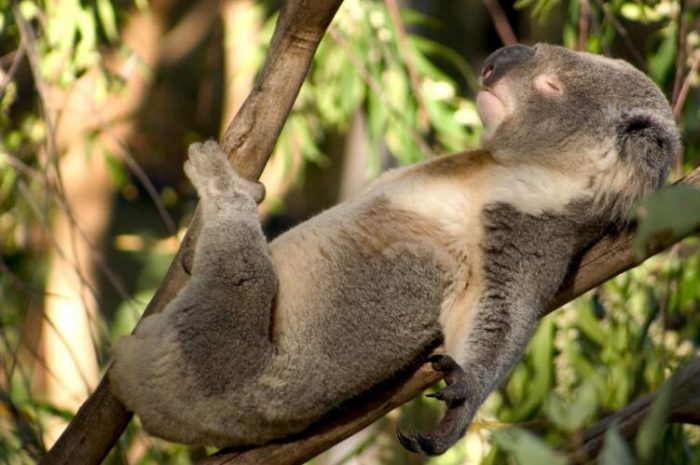 Why do koalas often sleep?