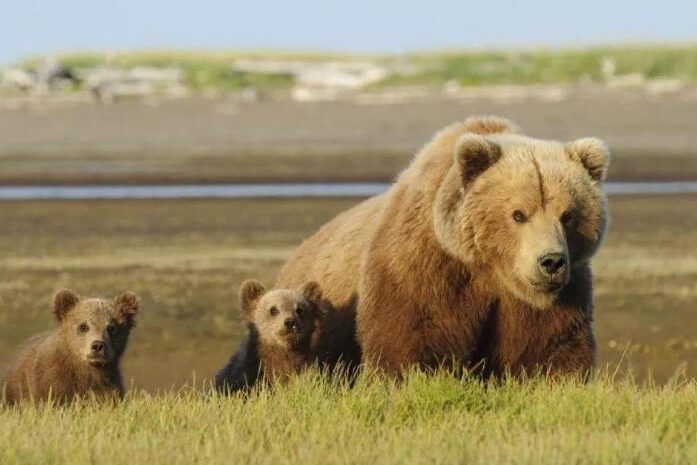 Why are there brown bears in Japan?