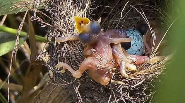 Why doesn’t the cuckoo hatch its eggs?