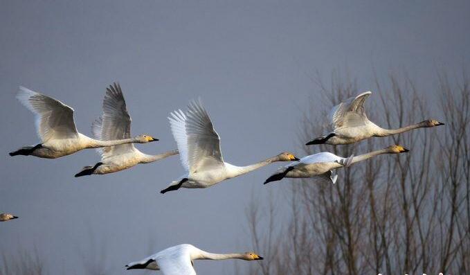 Why are wild geese called winter migratory birds?