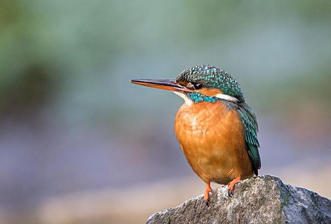 Why is the kingfisher’s home on the stone wall?