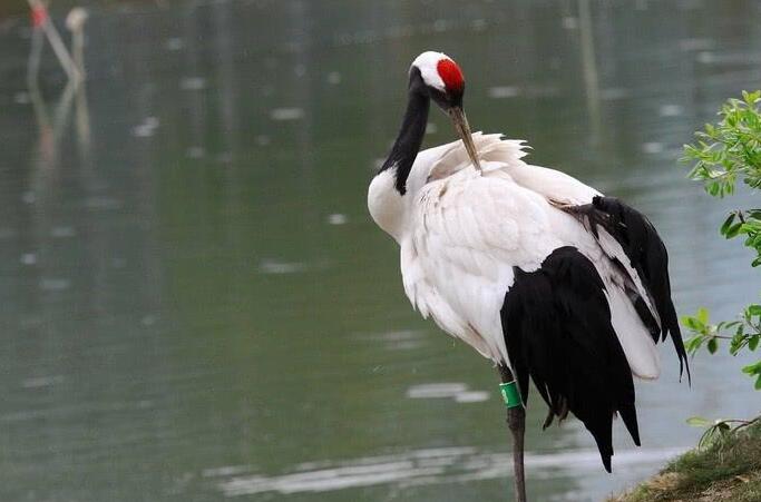 Why are red-crowned cranes a bird?