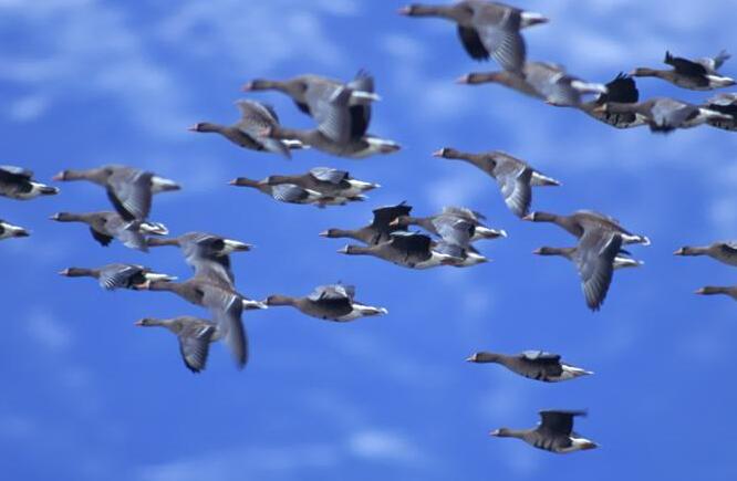 Why do migratory birds migrate long distances?