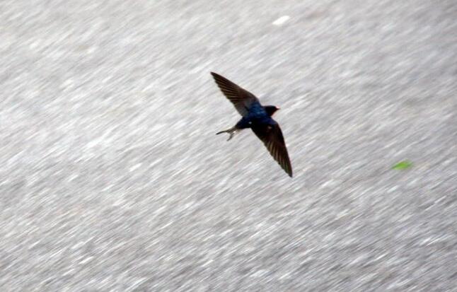 Why do swallows fly low on rainy days?
