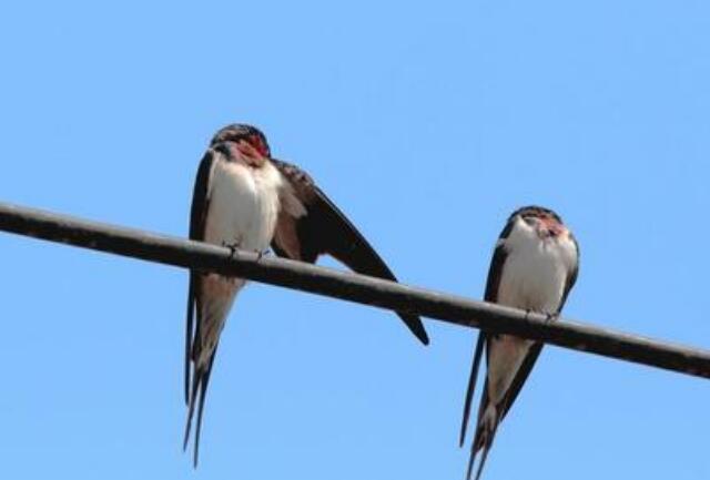 Why do swallows like to stop on a telephone pole?