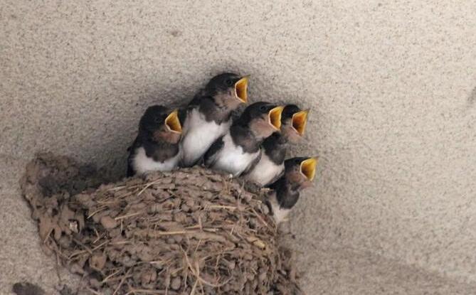 Why do swallows build nests under the eaves?