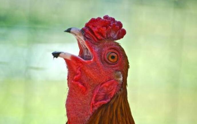 Why does the rooster keep crowing?