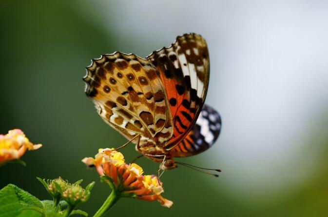 Why are butterflies omnivores?