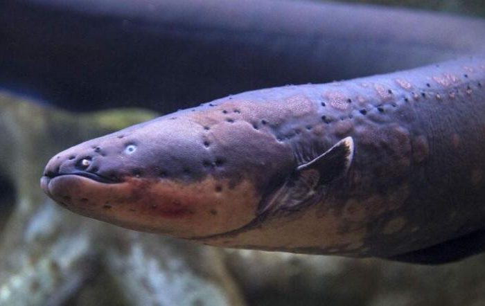 If you raise an electric eel, don’t you have to worry about the battery running out?