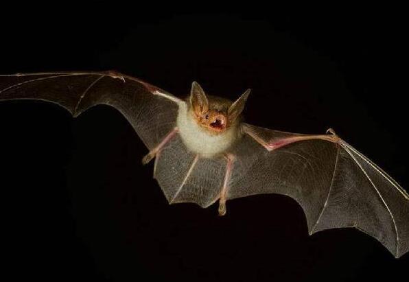 1600 meters! Bats can fly so high