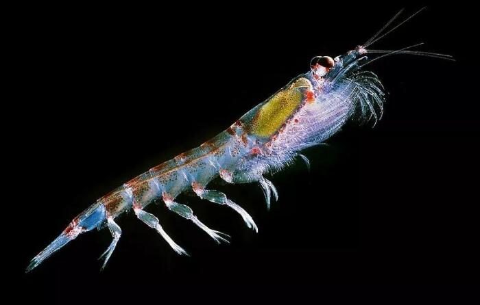 Why do krill glow? What reason is glowing