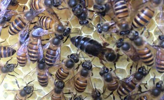 How is the queen bee in the bee colony produced?