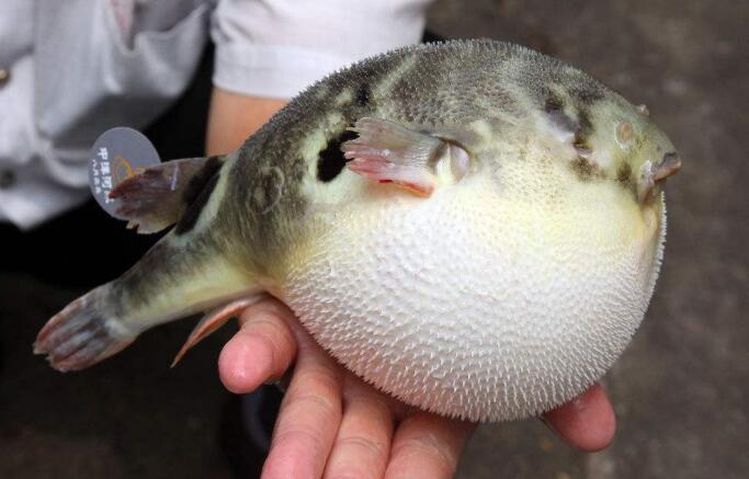 Why can’t people eat puffer fish directly? Contraindications of Pufferfish