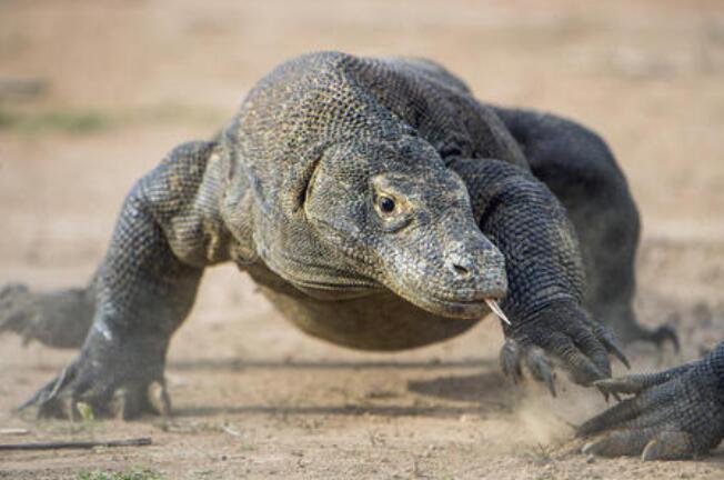Which is the largest lizard in the world?