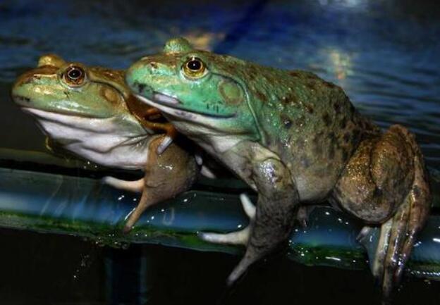 Why does the color of the bullfrog change? What is the reason