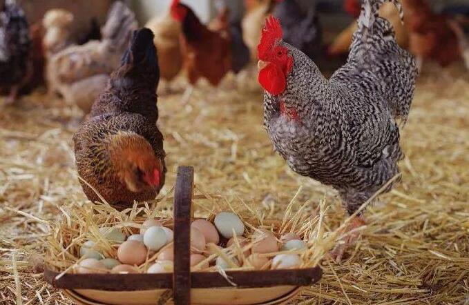 Why do chickens eat stones? Reasons for eating stones