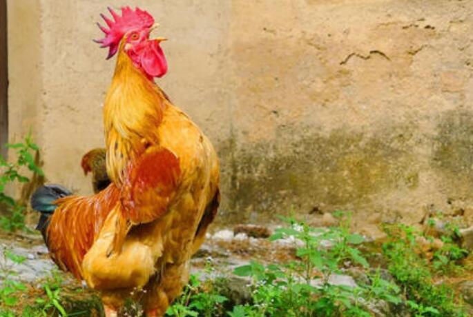 Why can rooster crowing in time? what is the reason