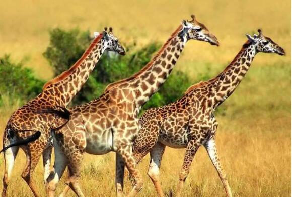 Why is the giraffe’s neck so long? What’s the reason