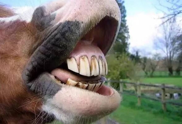 Why can the age of a horse be judged by looking at its teeth?