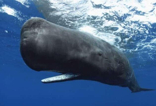 Why is the head of the sperm whale so big?