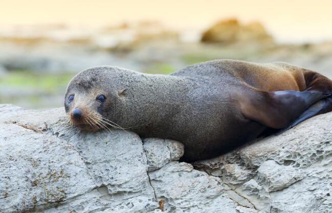 Why do seals like to eat rocks?