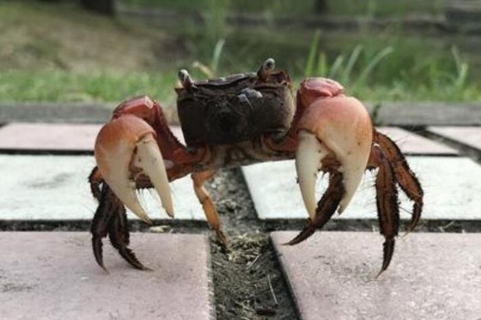 Why does the crab walk sideways? what is the reason