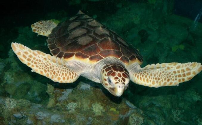 Why do sea turtles shed tears? what is the reason