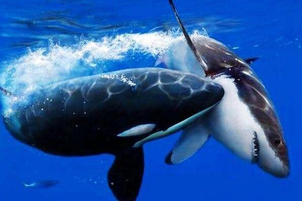 Why is the killer whale the most ferocious sea beast? what is the reason