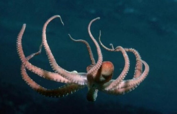 One of the most powerful brains in the ocean, every tentacles has a thought. How powerful is an octopus?