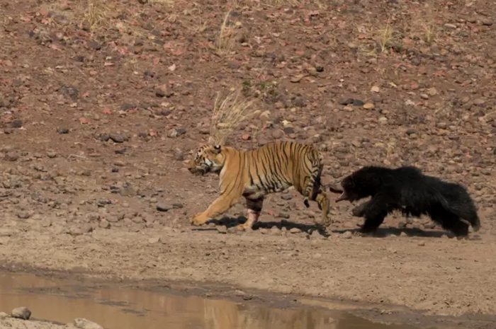 The king of beasts is chased and beaten by a sloth bear, can’t the tiger beat the little sloth bear?
