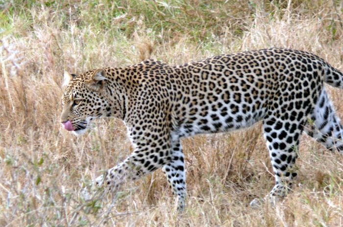 Are African and Asian leopards different species?