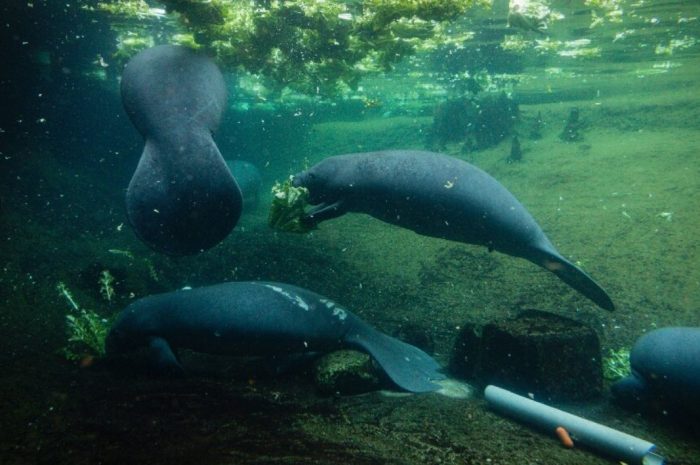 What is the cause of the “death wave” in the American manatee?
