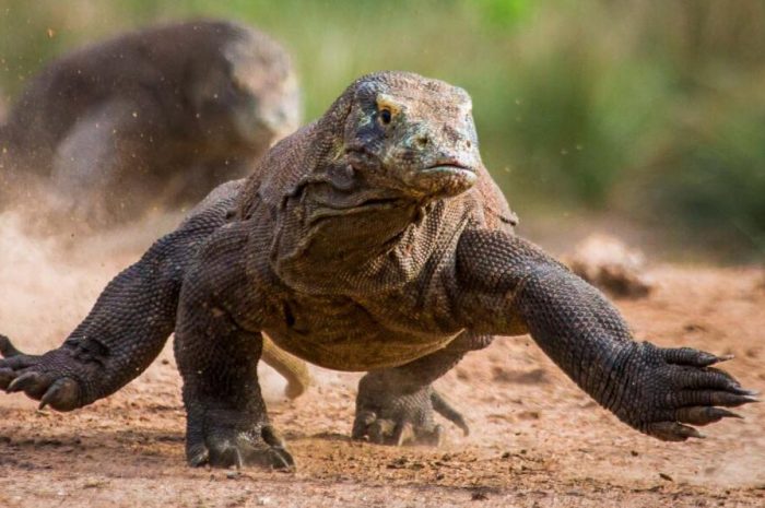 What is the real combat effectiveness of the largest lizard in existence, the mythical Komodo dragon?